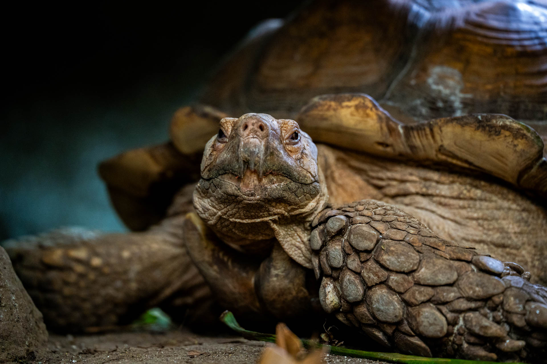 Stor skildpadde stor kontrast