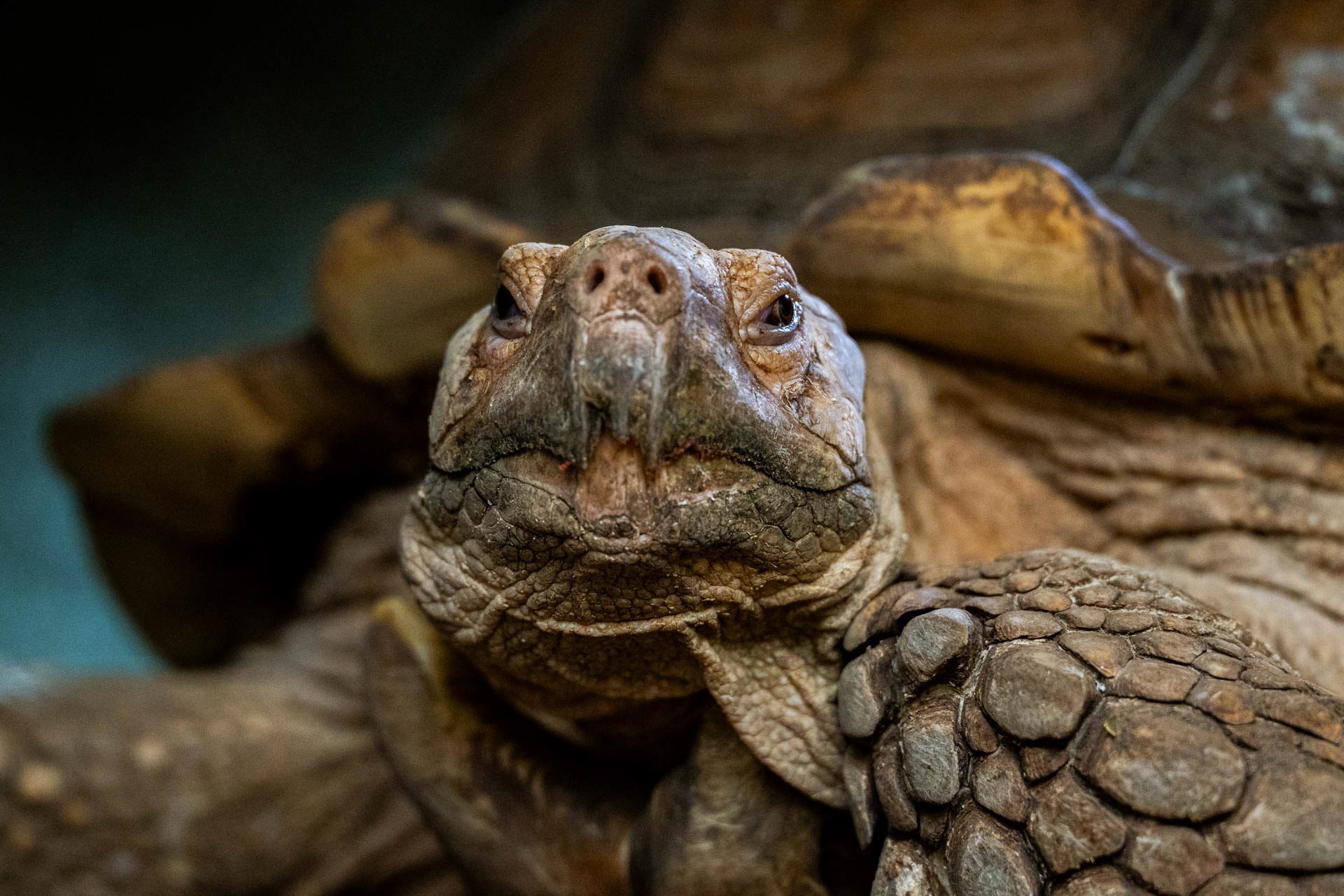 Stor skildpadde stor kontrast